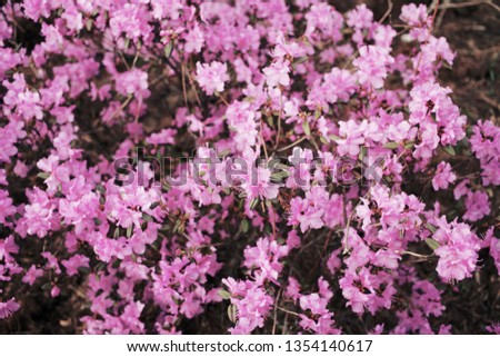 Pink flowers in bloom
