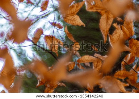 Golden leaves with forest trees blurred in the background