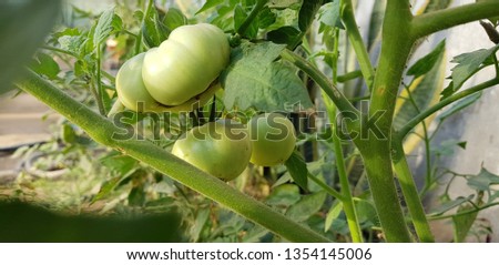 green tomato plants in the garden.