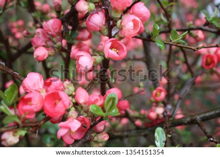 Close up of beautiful pink petal Japonica bud type flowers with Yellow stamen pollen on brown branch stem with green leaves in Spring in an organic garden in full bloom in morning sun light