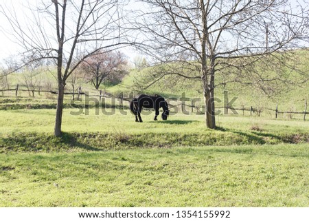 horse in nature among trees