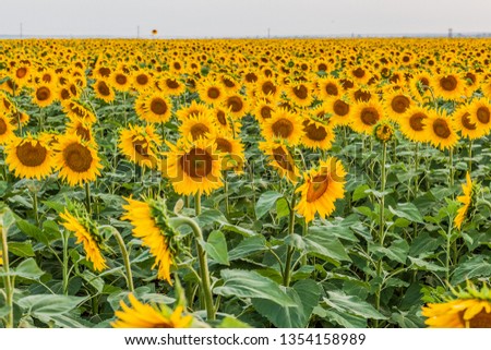 large field of yellow sunflowers