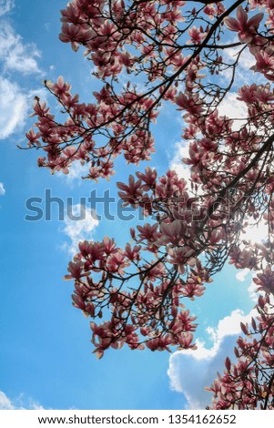 blooming magnolia in spring in Bielefeld, Germany