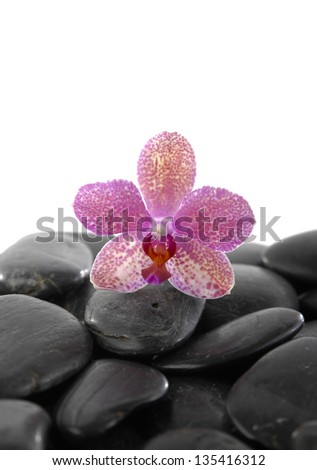 Still life with pink rchid on black stones background