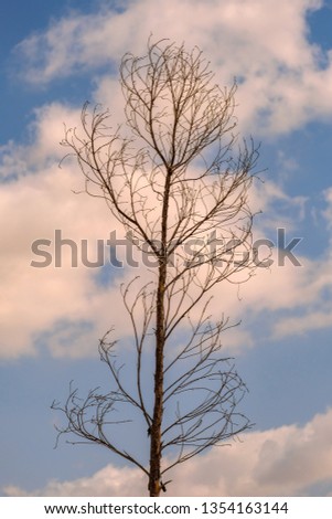 Autumn tree without leaves against cloudy sky
