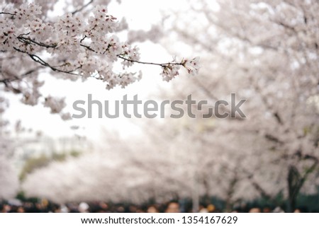 Sakura season or Hanami. Abstract Sakura Background. Cherry Blossom is known as Sakura in Japanese. [Soft focus, Texture / Background]