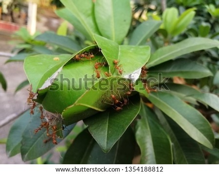Red ant nest on tree in nature. Harmonious of animal concept, Fire ants use trees as nesting places because little or no soil disturbance or mowing occurs around trees. 