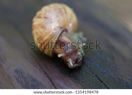 Snail gliding on the wet wooden texture. Large mollusk snails with light brown striped shell, Helix pomatia, Burgundy snail, Roman snail, edible snail, escargot. Selective focus.