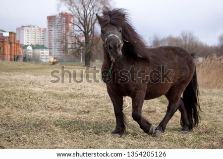 A lovely skewbald miniature pony walking across a field.
