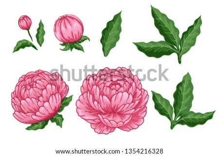 Pink peonies isolated on a white backgroud.