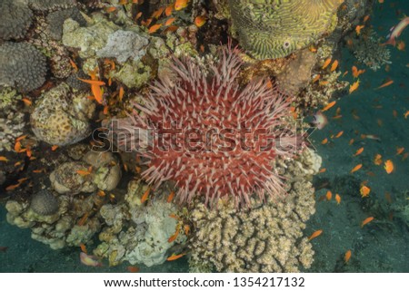 Red Sea Fire Urchin in the Red Sea Colorful and beautiful, Eilat Israel