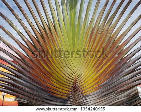 Ravenala is a genus of flowering plants with a single species, Ravenala madagascariensis, commonly known as traveller's tree or traveller's palm. Strelitziaceae family. Location: Fortaleza, Brazil