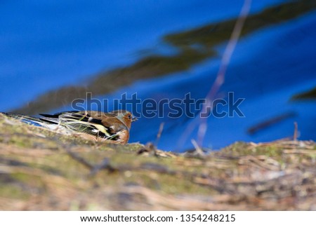 Male common chaffinch (Fringilla coelebs) bird near lake, during sunny spring day. Beautiful sunlight.