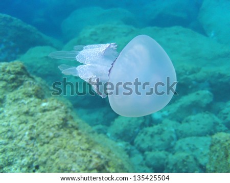Barrel jellyfish, Rhizostoma pulmo with rocky seabed in background ,Mediterranean sea, France