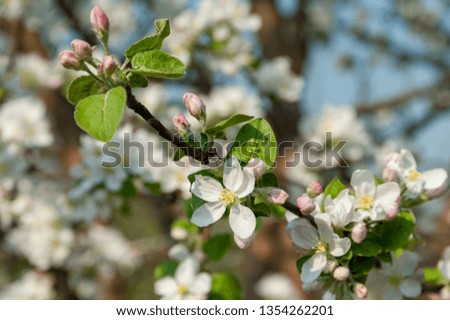 Flowering spring apple trees in the garden