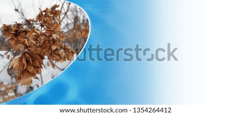 Beautiful gradient background banner or blank for text - beautiful dry leaves on a bush in winter