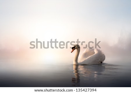 Swan floating on the water at sunrise of the day Royalty-Free Stock Photo #135427394