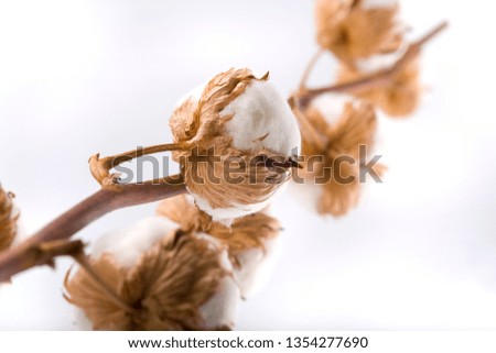 Cotton blossoms isolated on white  with depth of field