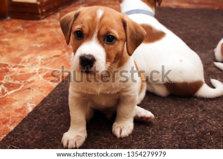 Dog  Jack Russell Terrier puppies