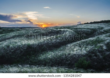 A field with a feather grass on the background of a crimson sunset
