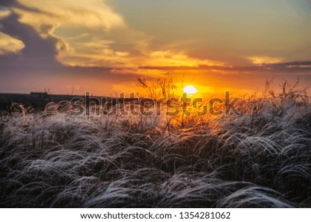 A field with a feather grass on the background of a crimson sunset