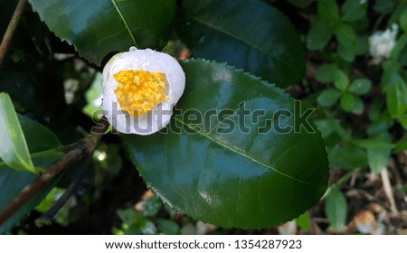 Close up of green tea tree and white tea flower blossom in tea plantation - Image 