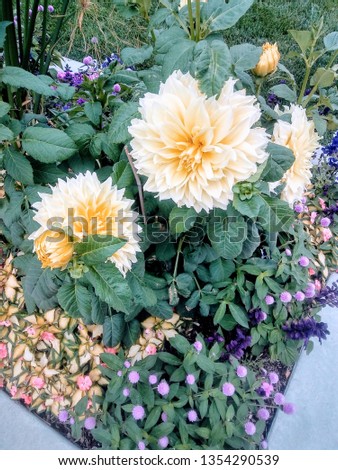 Beautiful Colorful Flowers Royalty-Free Stock Photo #1354290539