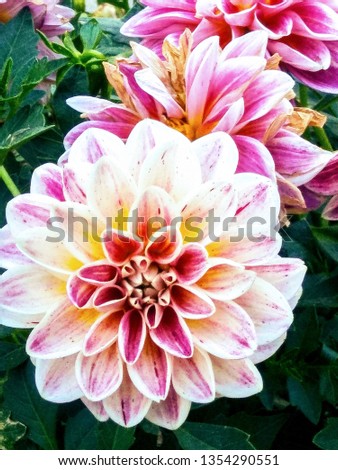 Beautiful Colorful Flowers Royalty-Free Stock Photo #1354290551