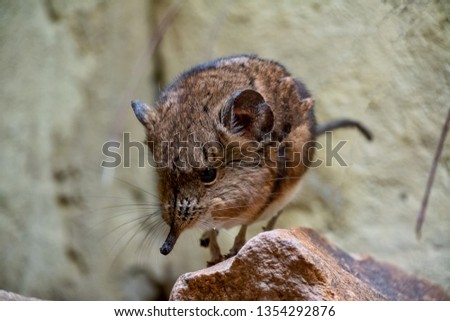 Short Eared Sengi standing on a small rock Royalty-Free Stock Photo #1354292876