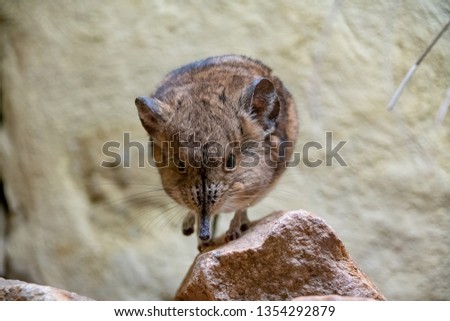 Short Eared Sengi standing on a small rock Royalty-Free Stock Photo #1354292879