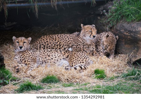 Cheetahs laying and huddled together in a Den