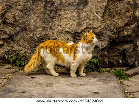 Fluffy Yellow Young Cat Walking Near the Old Wall