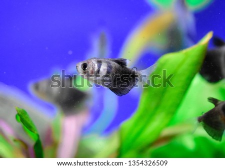 Freshwater aquarium fish, The black-Widow tetra, Gymnocorymbus ternetzi
