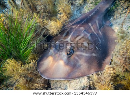 Southern fiddler ray resting on the seabed of port Phillip bay in Melbourne, Australia