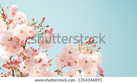 Branches of blossoming spring tree. Sakura flowers