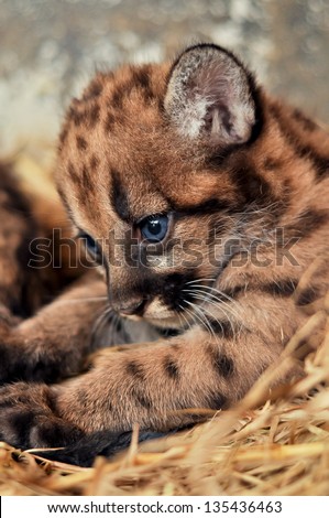When cougars are born, they have spots, but they lose them as they grow, and by the age of 2 1/2 years, they will completely be gone