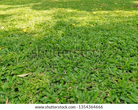 Green grass  background, Nature texture.