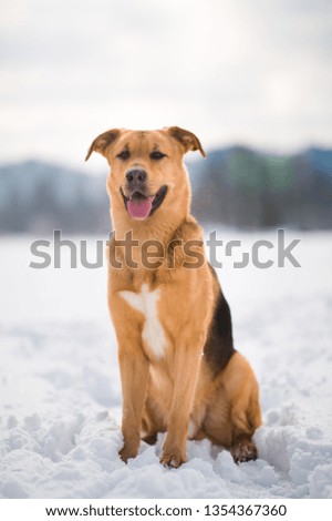 Portrait of beautiful red hair dog in a meadow. The dog is sitting. posing and looking at camera. Trees background and blue sky