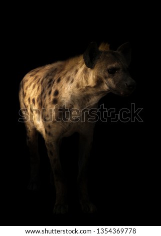spotted hyena standing in the dark background