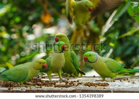 Close up with group of green parrots sitting and eating on the table in the park zone 