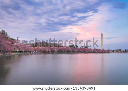 The National Cherry Blossom Festival in Washington DC