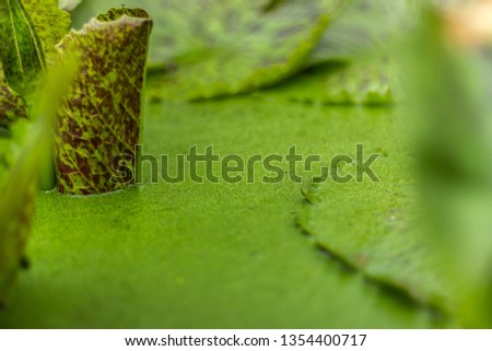 Leaves in a pond covered with algae and fungus