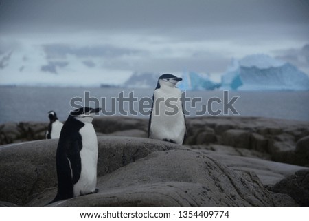 Chinstrap Penguins, Antarctic Peninsula Expedition