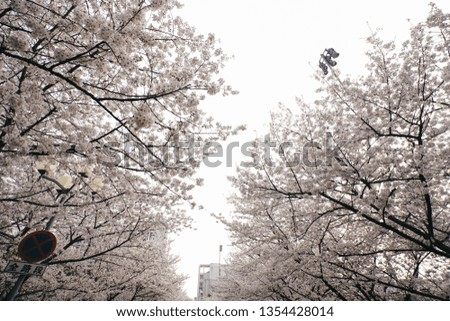 Sakura season or Hanami. Abstract Sakura Background. Cherry Blossom is known as Sakura in Japanese. [Soft focus, Texture / Background]