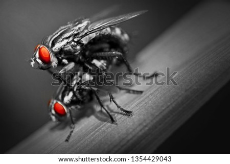 Black and White Breeding Flies