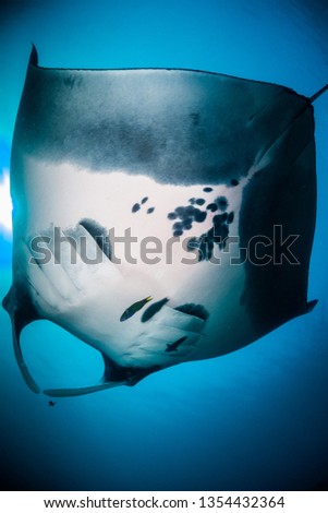 Manta Ray underwater shot from underneath looking up at the surface. Colorful and vibrant blue background with natural sunlight shining through the surface. Taken whilst scuba diving in Indonesia
