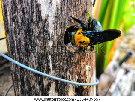 Bumble bees are drilling wood holes for nesting.