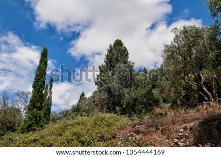Olive grove, cypresses on the island of Corfu, Greece