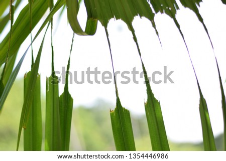 palm leaf, palm leaves texture in nature layer for background, natural background texture.