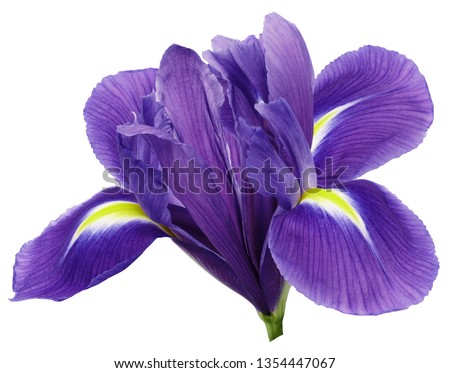 purple iris flower, white isolated background with clipping path.   Closeup.  no shadows.   For design.  Nature. Royalty-Free Stock Photo #1354447067